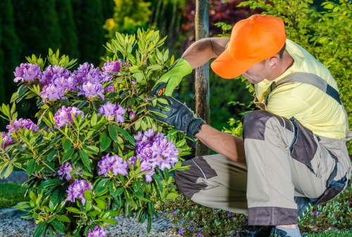Garden hedge maintenance improving plant health in Charlton