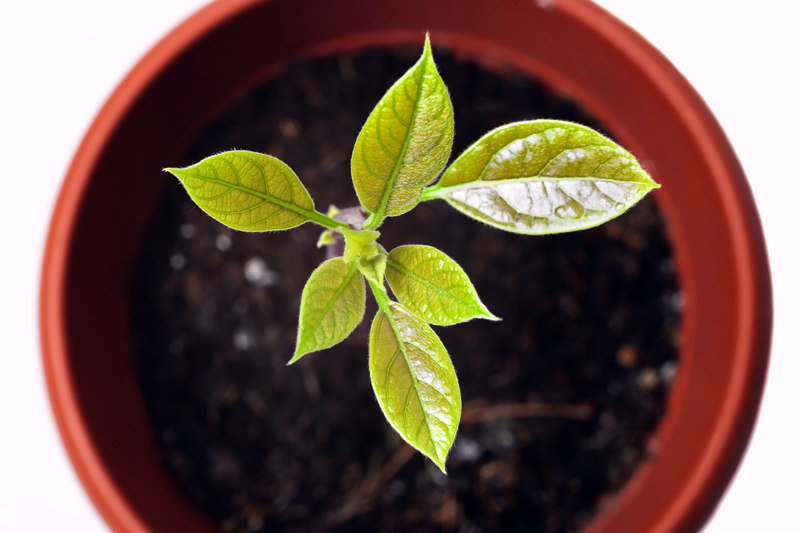 garden planting