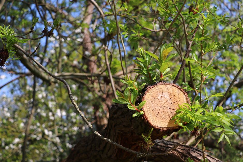 What to know about urgent tree surgery gardeners Charlton